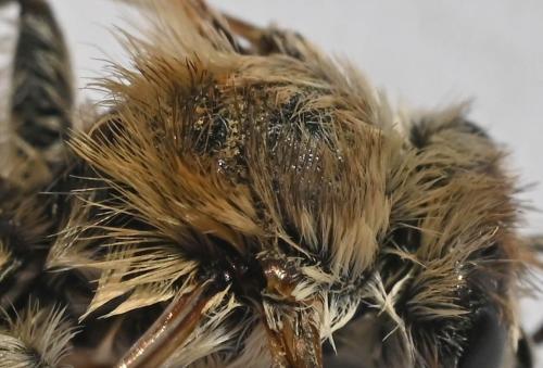 Réf. 347 937 : Dasypoda (hirtipes-morawitzi)